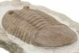 Large Asaphus Plautini Trilobite Fossil - Russia #200405-3